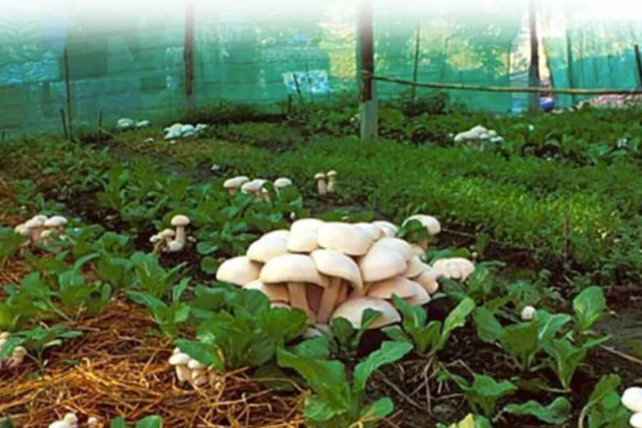 Mushroom Farming Business Plan 5 